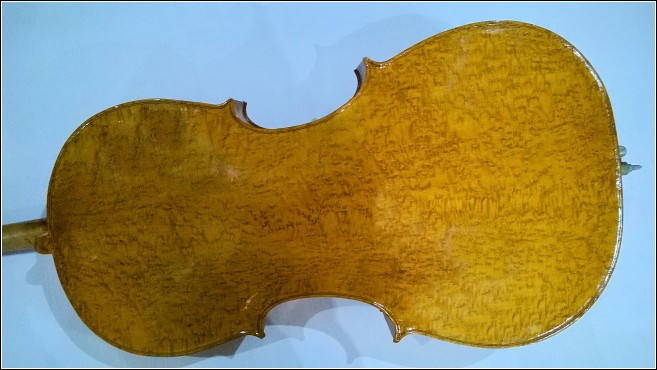 Author's photo ~ Cello back of birdseye maple Author's photo ~ Cello back of birdseye maple